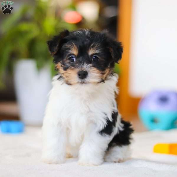 Claire, Yorkie Poo Puppy
